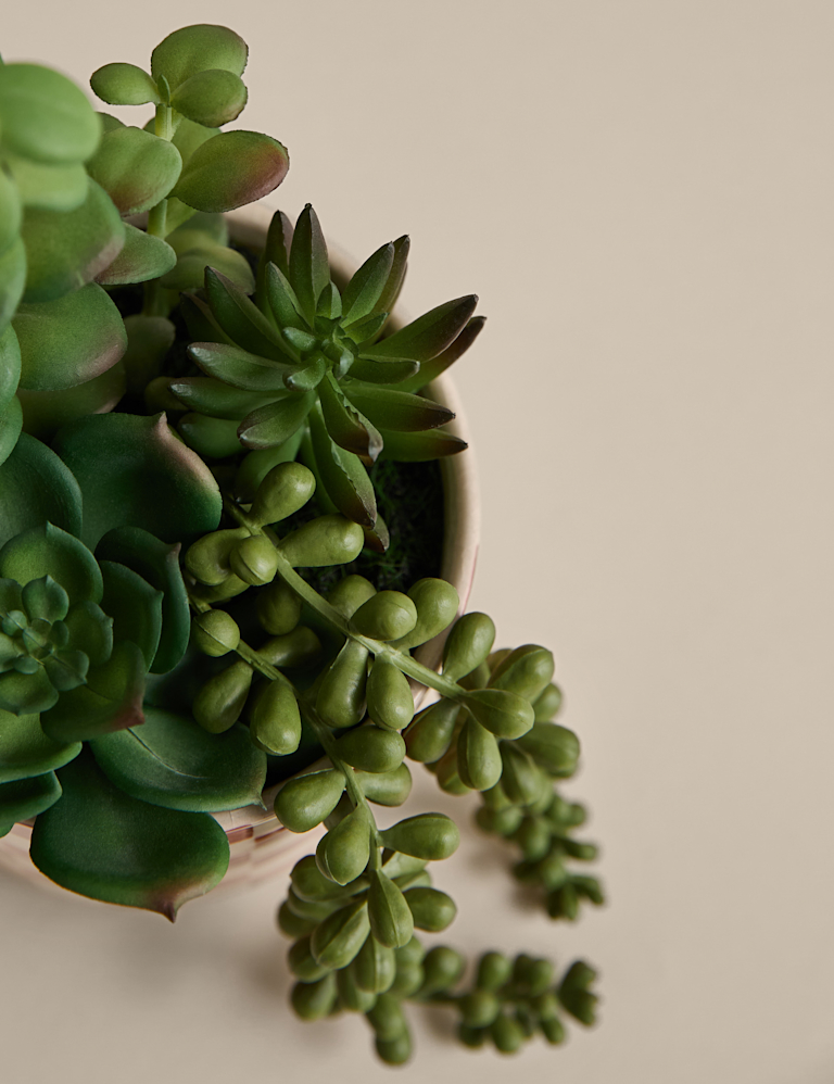 Artificial Succulent Family in Checked Pot